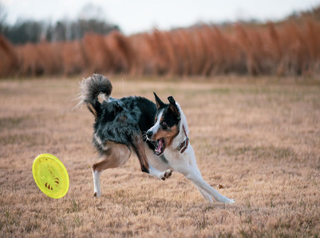 Imk9 frisbee sales